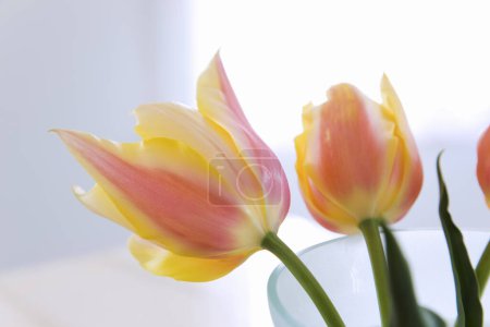 Photo for Close-up view of beautiful yellow and pink tulips flowers - Royalty Free Image