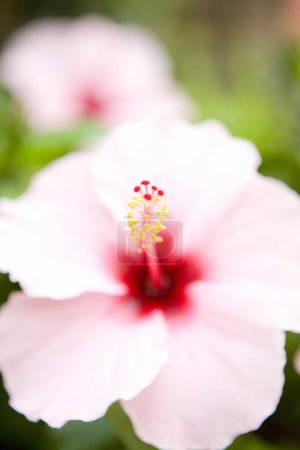 Foto de Hermosa flor de hibisco rosa en el jardín - Imagen libre de derechos