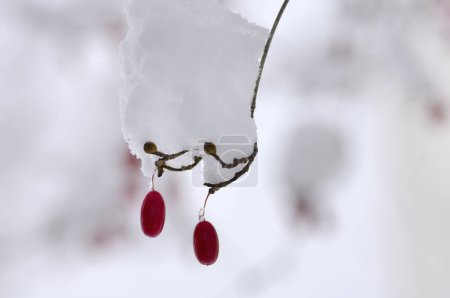 Photo for Frozen red berries on branch, covered by snow - Royalty Free Image