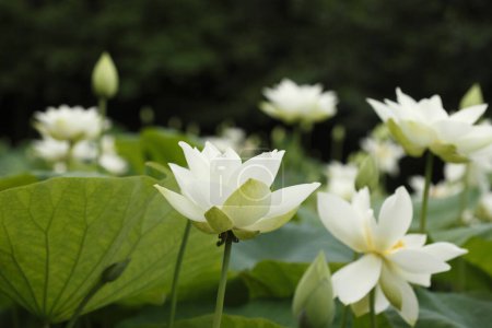 Téléchargez les photos : Vue rapprochée de belles fleurs de lotus dans l'étang - en image libre de droit