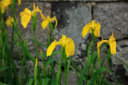 Foto de Hermosas flores amarillas del iris creciendo en el jardín en primavera - Imagen libre de derechos