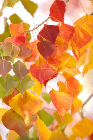 Foto de Detalle de hojas de otoño coloridas - Imagen libre de derechos
