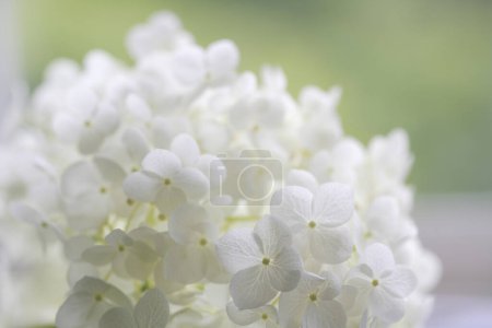 Foto de Vista de cerca de hermosas flores de hortensias blancas - Imagen libre de derechos