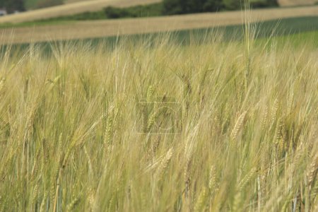 Photo for Wheat field, agriculture concept - Royalty Free Image