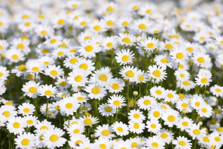 Foto de Hermosas flores de manzanilla blanca en el jardín - Imagen libre de derechos