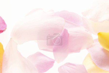 Téléchargez les photos : Vue rapprochée de belles pétales de rose tendres sur fond clair - en image libre de droit