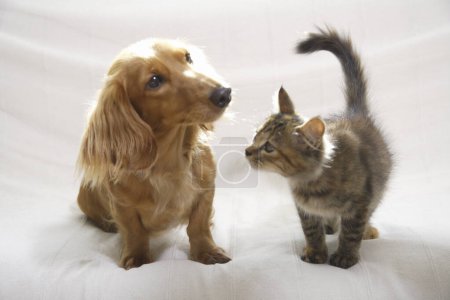 Photo for Two  pets, cute cat and dog at home - Royalty Free Image