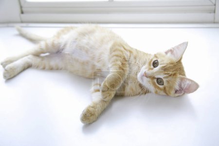 Foto de Vista de cerca de lindo gato doméstico rojo - Imagen libre de derechos