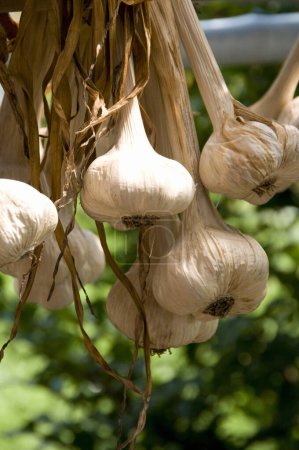 Organic garlic drying in a farmers shed
