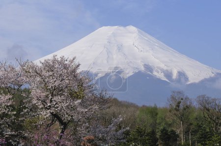 Téléchargez les photos : Nature vue panoramique sur la montagne fuji - en image libre de droit
