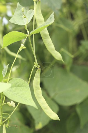 Photo for Close-up view of green beans growing in the garden - Royalty Free Image