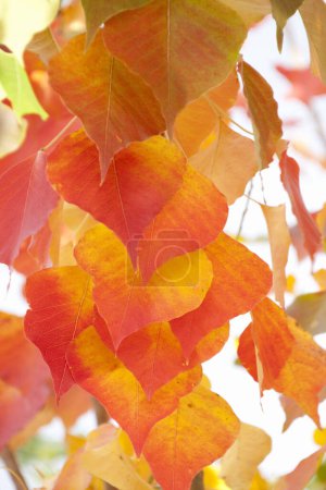 Téléchargez les photos : Détail des feuilles d'automne colorées - en image libre de droit