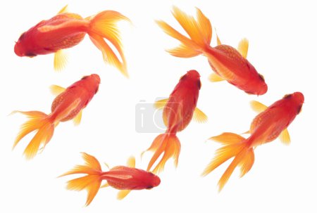 Photo for Beautiful gold fish isolated on white background - Royalty Free Image
