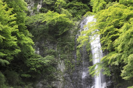 Téléchargez les photos : Belle scène naturelle avec cascade dans la forêt verte - en image libre de droit
