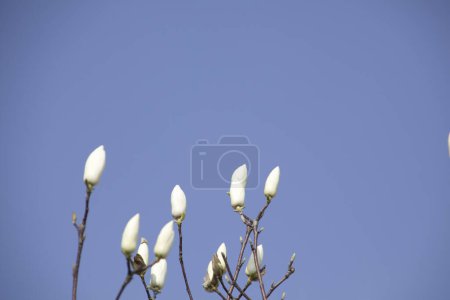 Téléchargez les photos : Un gros plan de fleurs de magnolia blanc avec fond bleu ciel - en image libre de droit