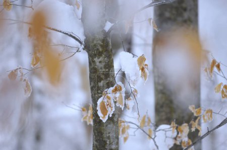 Photo for Frozen leaves on the trees in the forest - Royalty Free Image