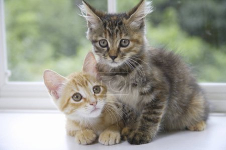 Téléchargez les photos : Gros plan de chatons domestiques mignons à la maison - en image libre de droit