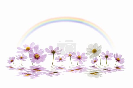 Téléchargez les photos : Fleurs printanières colorées isolées sur fond blanc - en image libre de droit