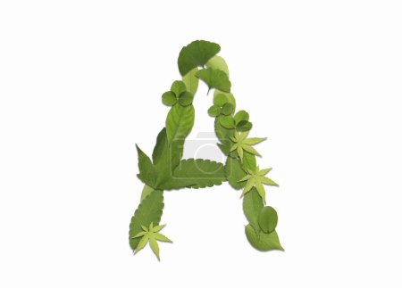 Téléchargez les photos : Alphabet composé de feuilles vertes isolées sur fond blanc. Lettre A - en image libre de droit