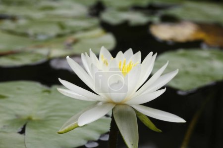 Téléchargez les photos : Vue rapprochée de la belle fleur de lotus dans l'étang - en image libre de droit
