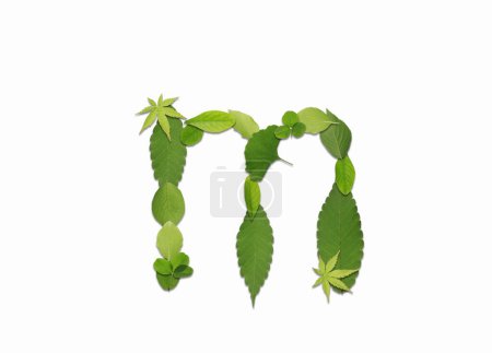 Alphabet made of green leaves isolated on white background. Letter m