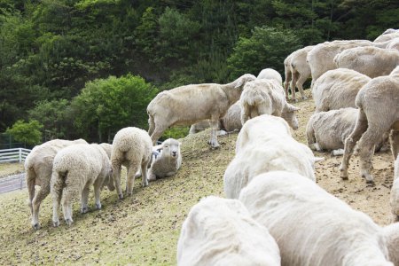Téléchargez les photos : Pâturage des moutons dans la prairie sur la montagne - en image libre de droit