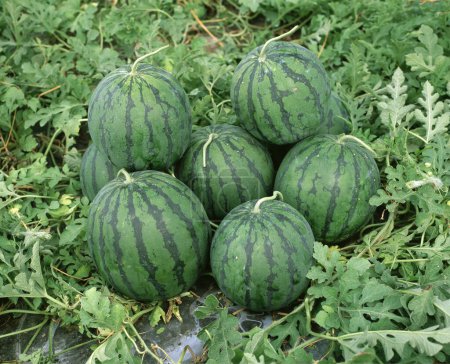 Photo for Watermelon field in picking season - Royalty Free Image