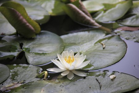 Téléchargez les photos : Belle fleur de nénuphar dans l'étang - en image libre de droit