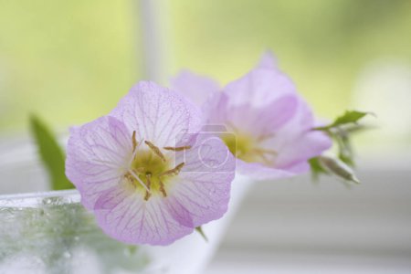 Foto de Hermosas flores violetas en el fondo, de cerca - Imagen libre de derechos
