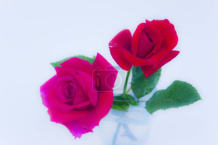 Téléchargez les photos : Bouquet de belles fleurs tendres en vase, vue rapprochée - en image libre de droit