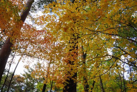 Téléchargez les photos : Feuilles jaunes, orange et vertes colorées et lumineuses sur les arbres - en image libre de droit