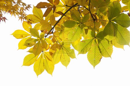 Téléchargez les photos : Détail des feuilles d'automne colorées - en image libre de droit