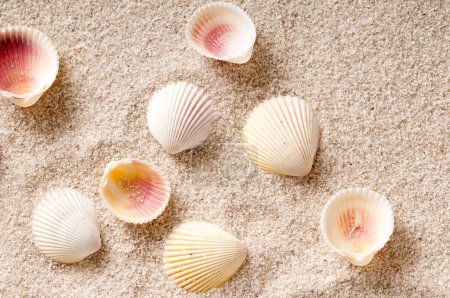 Téléchargez les photos : Coquillages d'été sur fond de plage de sable - en image libre de droit