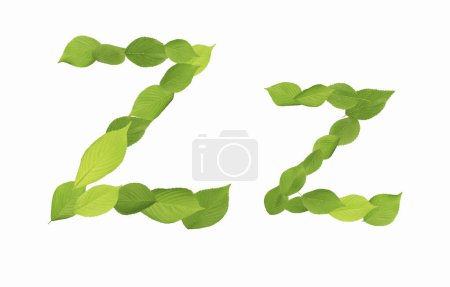 Téléchargez les photos : Lettre Z faite de feuilles vertes isolées sur fond blanc - en image libre de droit
