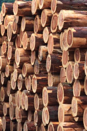 Foto de Pila de troncos de madera - Imagen libre de derechos