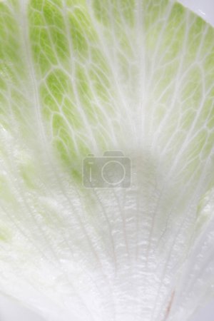 Photo for Close-up view of fresh organic cabbage leaves - Royalty Free Image