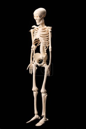 Téléchargez les photos : Un squelette debout dans l'obscurité avec un fond noir - en image libre de droit