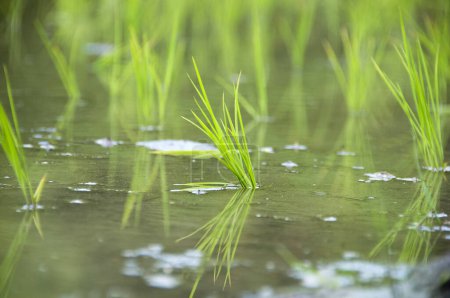 Foto de Primer plano de las plantas de arroz que crecen en el agua en el campo de arroz - Imagen libre de derechos