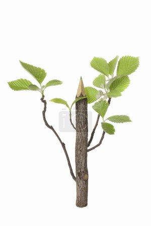 Photo for Pencil with tree leaves isolated on white background - Royalty Free Image