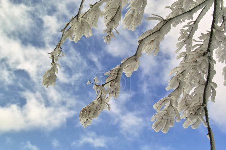 Téléchargez les photos : Une branche d'arbre recouverte de glace contre un ciel bleu - en image libre de droit