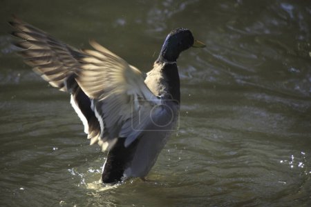 Foto de Lindo pato con hermosas alas en el estanque en el parque. - Imagen libre de derechos
