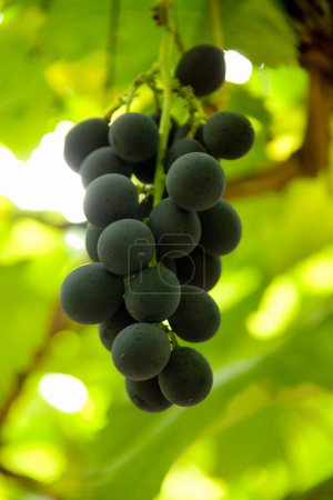 Photo for Close-up view of fresh ripe organic grapes and green leaves in vineyard - Royalty Free Image