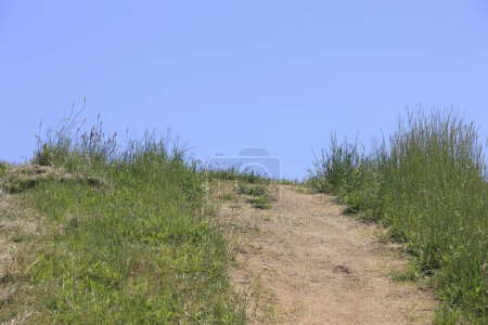 Téléchargez les photos : Sentier rural dans le champ d'herbe verte - en image libre de droit