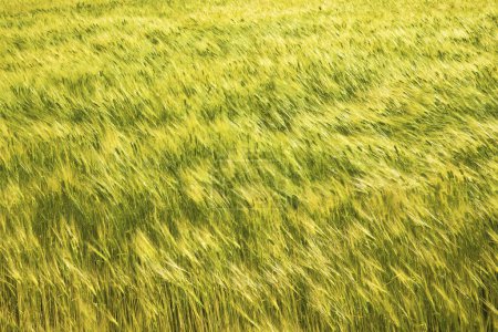 Foto de Hermosa vista natural del campo de trigo verde - Imagen libre de derechos