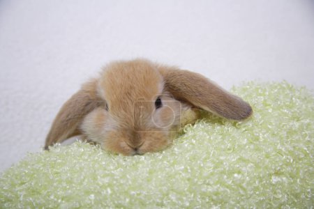 Photo for Cute little rabbit portrait background - Royalty Free Image