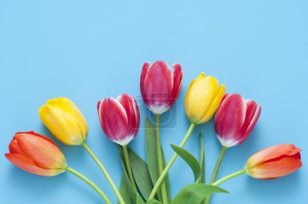 Foto de Vista superior de hermosas flores tulipanes sobre fondo azul - Imagen libre de derechos