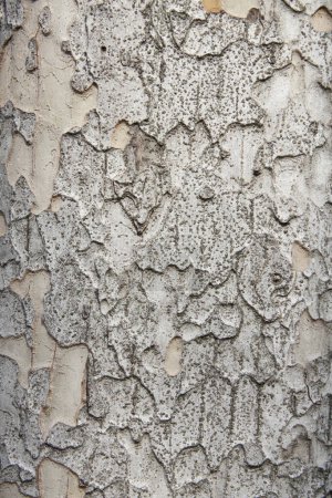Téléchargez les photos : Vieil écorce d'arbre texture de fond - en image libre de droit