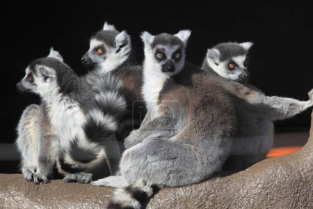 Téléchargez les photos : Anneau - arrière-plan portrait lémurien à queue - en image libre de droit