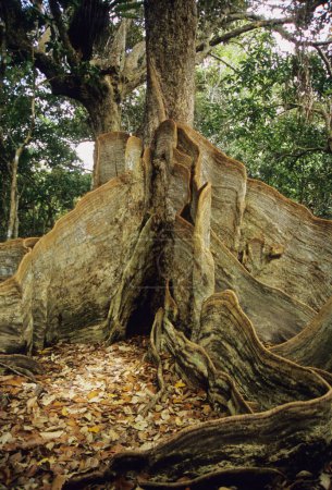 Photo for Close up view of big tree root at Okinawa - Royalty Free Image