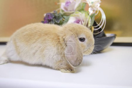 Téléchargez les photos : Mignon lapin rouge à la maison près des fleurs - en image libre de droit